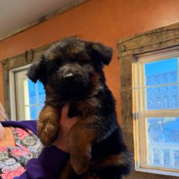 Winter - Black and red female German Shepherd puppy in Union City, Ohio from God’s Gifts German Shepherds