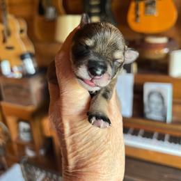 Goofy - Salt and pepper male Miniature Schnauzer puppy in Elk Grove, California from Meuser's Miniature Schnauzers