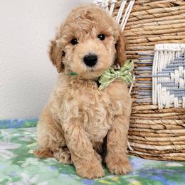 Biscuit - Cream male Goldendoodle puppy in Temecula, California from Oodles O'Doodles