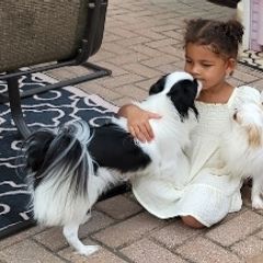 Cavalier King Charles Spaniels and Japanese Chins from KonopkaKennelsLLC