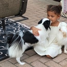 Cavalier King Charles Spaniels and Japanese Chins from KonopkaKennelsLLC