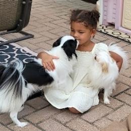 Cavalier King Charles Spaniels and Japanese Chins from KonopkaKennelsLLC