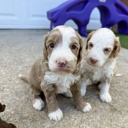 Pink Girl - Caramel female Australian Labradoodle puppy in Wamego, Kansas from Doodles of Oz