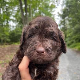 Roman - Chocolate male Goldendoodle puppy in New Ringgold, Pennsylvania from Hawk Mountain Doodles
