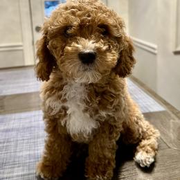 Scarlet - Apricot female Goldendoodle puppy in New Britain, Connecticut from Goldendoodles Stars LLC