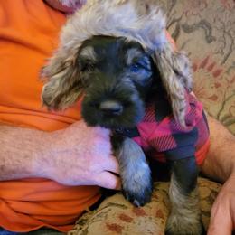 Giant Schnauzer Puppies from House of Roth Giant Schnauzers