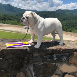 Bulldog Puppies from BtS Bulldogs