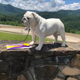 Bulldog Puppies from BtS Bulldogs