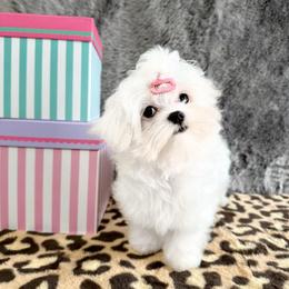 Princess Ella - White female Maltese puppy in Vinton, Louisiana from Dreams & Love Maltese