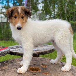 Goofy - White male Collie puppy in St Augustine, Florida from Saltwater Collies LLC