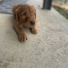 Boy 1 - Dark golden male Golden Retriever puppy in Saint Henry, Ohio from Buschur’s Dream Goldens
