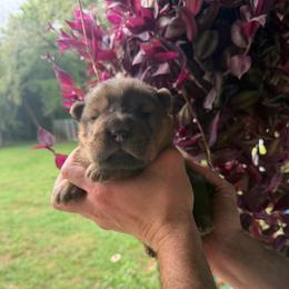 Fireball - Red sable male Chinese Shar-Pei puppy in Auburn, Kansas from Justin's Chinese Shar-Pei