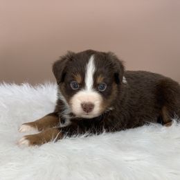 Aussiedoodle and Miniature Australian Shepherd Puppies from Craven’s Creakin’ Cedars Company