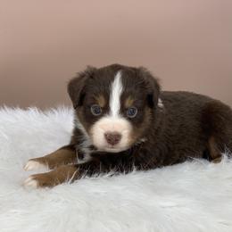 Aussiedoodle and Miniature Australian Shepherd Puppies from Craven’s Creakin’ Cedars Company