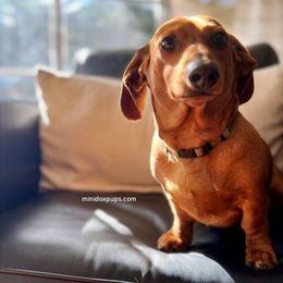 Tiny - Dachshund