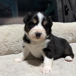 Aslan (1 blue eye) - Black tri-color male Australian Shepherd puppy in Terryville, Connecticut from Spirited Aussies