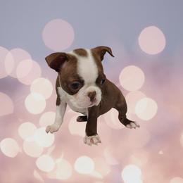 DEAF Boston terrier girl - Red female Boston Terrier puppy in Salisbury, North Carolina from P3 Boston Terriers in NC
