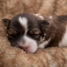 Anna - Chocolate sable female Havanese puppy in Hendersonville, North Carolina from Grayfinn House