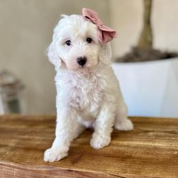 Apple girl - Parti female Goldendoodle puppy in Rio Linda, California from Plush Doodles