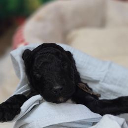 Celsius - Black male Poodle puppy in Springfield, Oregon from Valaurah Farms