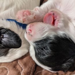 Australian Labradoodle Puppies from Llewellyn's Grove Labradoodles