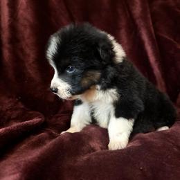 Dustin - Black tri-color male Australian Shepherd puppy in Saint Maries, Idaho from North Idaho Aussies