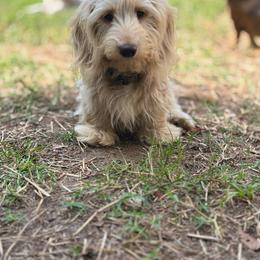 Oakley - Dachshund