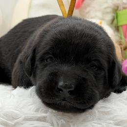 Yellow - Black female Labrador Retriever puppy in Heath Springs, South Carolina from Rich Hill Retrievers