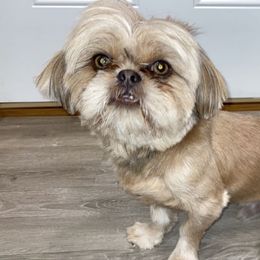 Hero - Shih Tzu