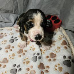 Yellow Collar Girl - Black brown and white female Basset Hound puppy in Richland Hills, Texas from The Basset Family