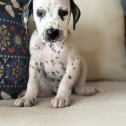 Yellow Collar - White and black male Dalmatian puppy in Hawkins, Texas from Snow Dalmatians