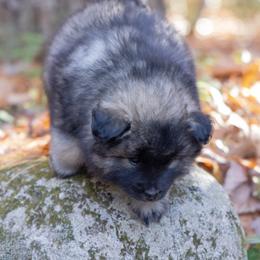 Pomsky Puppies from New World Pomskies