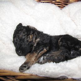 Bernedoodle Puppies from Willow Creek Farm