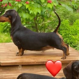 KCharmon - Dachshund