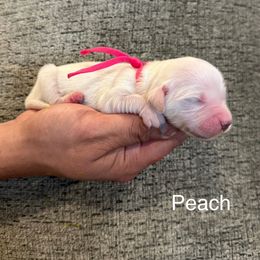 Peach - Light golden female Golden Retriever puppy in Conroe, Texas from Tails of Cypress