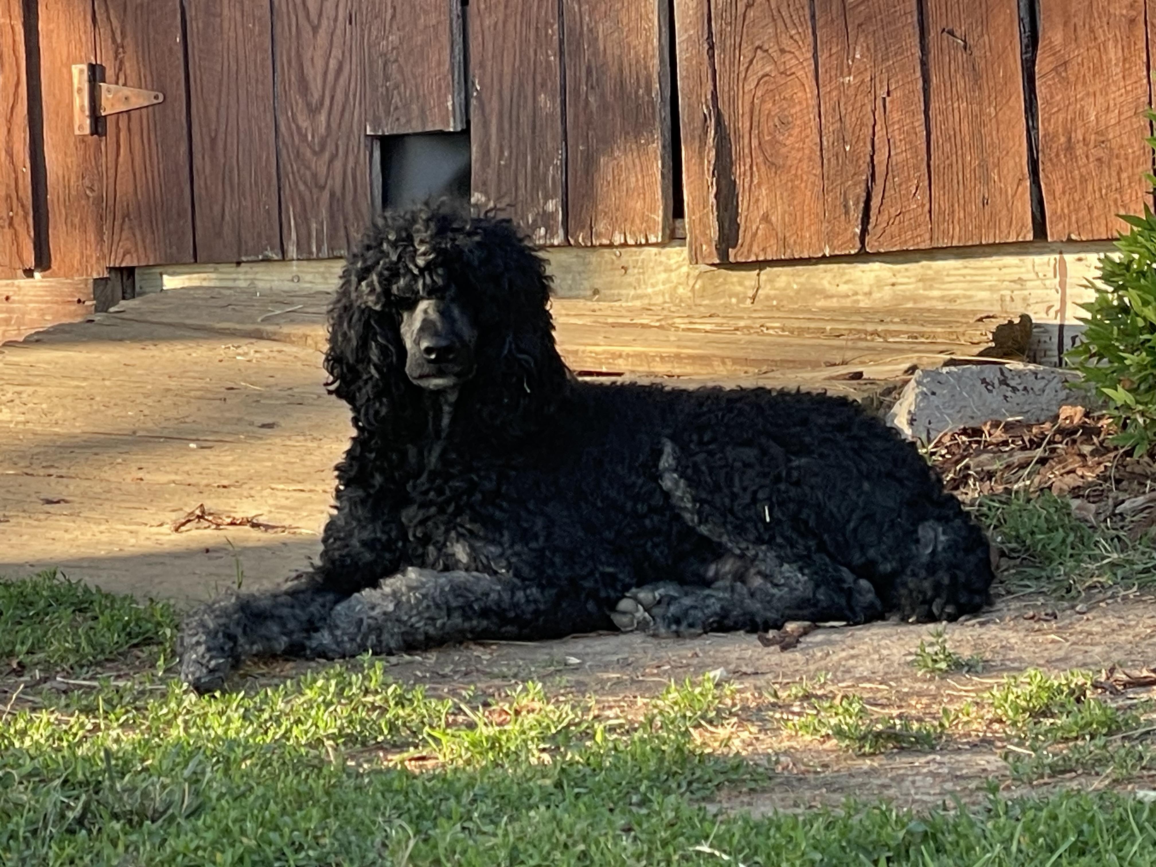 Nala