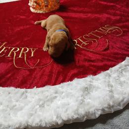 Blue - Golden rust male Vizsla puppy in Maineville, Ohio from Izabella Vizslas