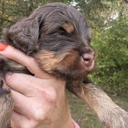 Cappuccino -mini bernedoodle - Phantom male Bernedoodle puppy in Pittsburg, Illinois from Doodles on Rock Creek