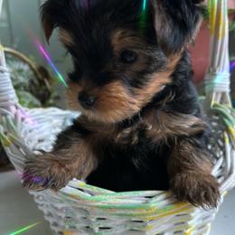 Yorkshire Terriers from Angelica's Yorkshire Terriers