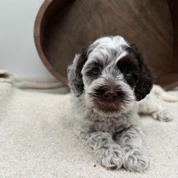 Truly - Chocolate female Australian Labradoodle puppy in Denton, Texas from Liberty Hill Labradoodles