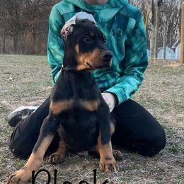 Black Collar Boy HM - Black and rust Doberman Pinscher puppy in Knox, Indiana from Double River Dobermans