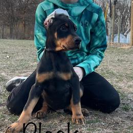 Black Collar Boy HM - Black and rust Doberman Pinscher puppy in Knox, Indiana from Double River Dobermans