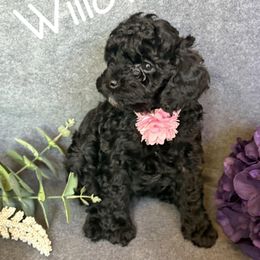 Cavapoo Puppies from AZ Cavapoos