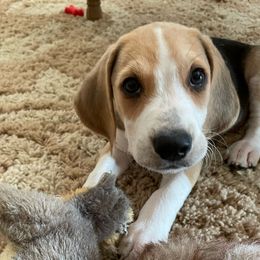 Harrier Puppies from Darkfire Harriers