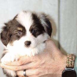 Frank - Black and tan male Pembroke Welsh Corgi puppy in South Otselic, New York from Ridge Top Corgis