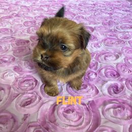 Lucky's Bringing The Heat (Flint) - Red male Havanese puppy in Fielding, Utah from LUCKY HAVANESE