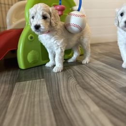 Goldendoodle Puppies from Doodle Love