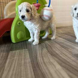 Goldendoodle Puppies from Doodle Love