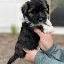 Havanese and Havapoo Puppies from Ladypawspuppies