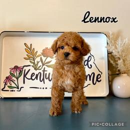 Lennox - Red  male Poodle puppy in Morehead, Kentucky from Paw Perfect Pets